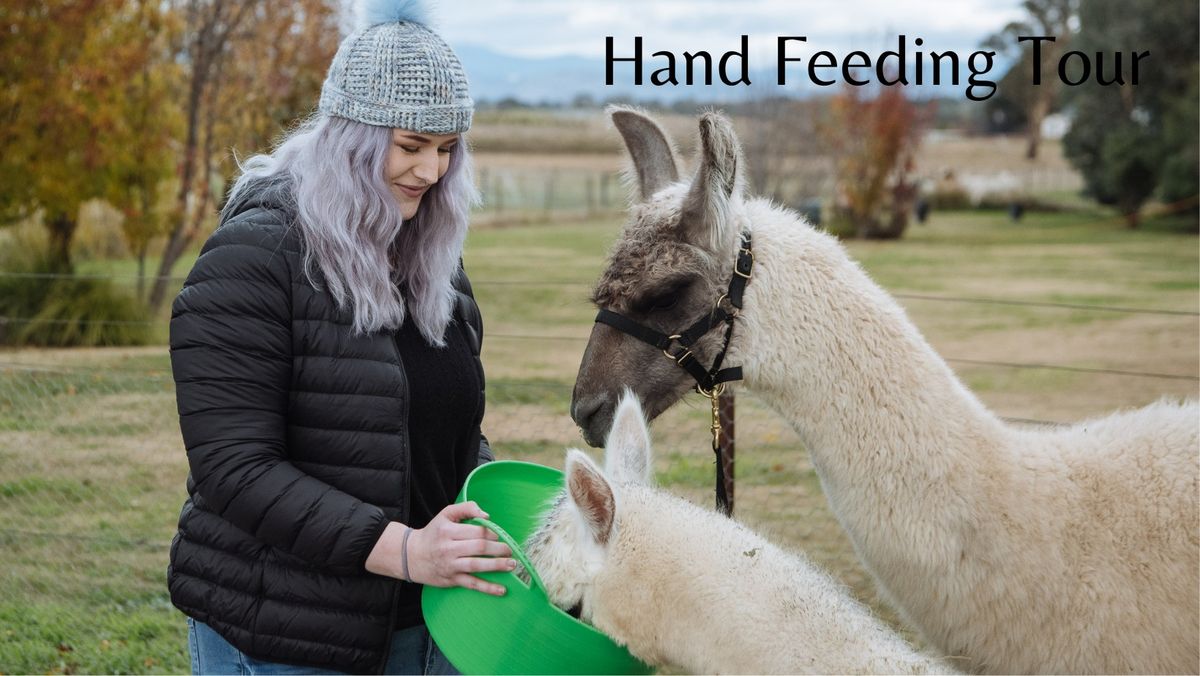 Alpaca Hand Feeding Tour