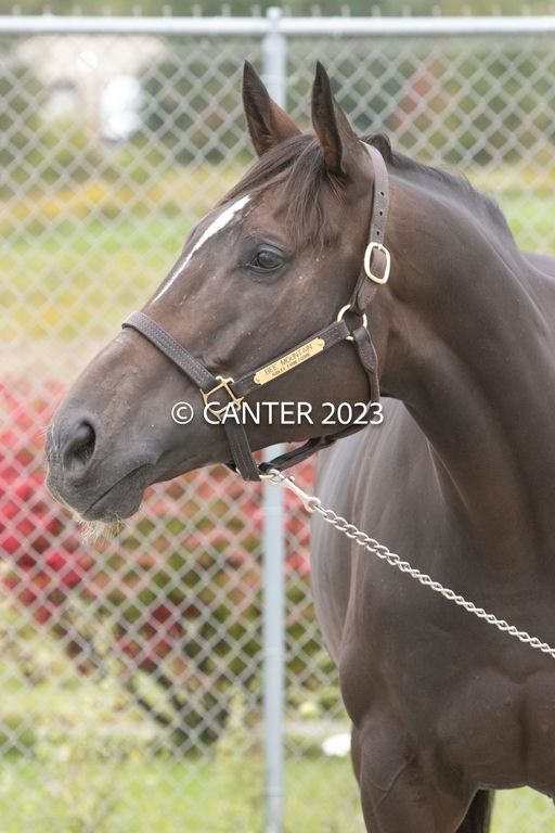 Annual End of Meet Showcase @ Presque Isle Downs