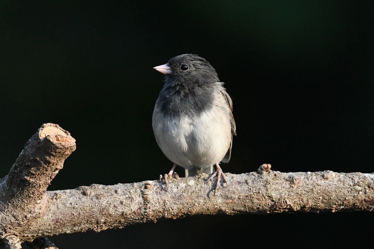  End of Winter Bird Walk