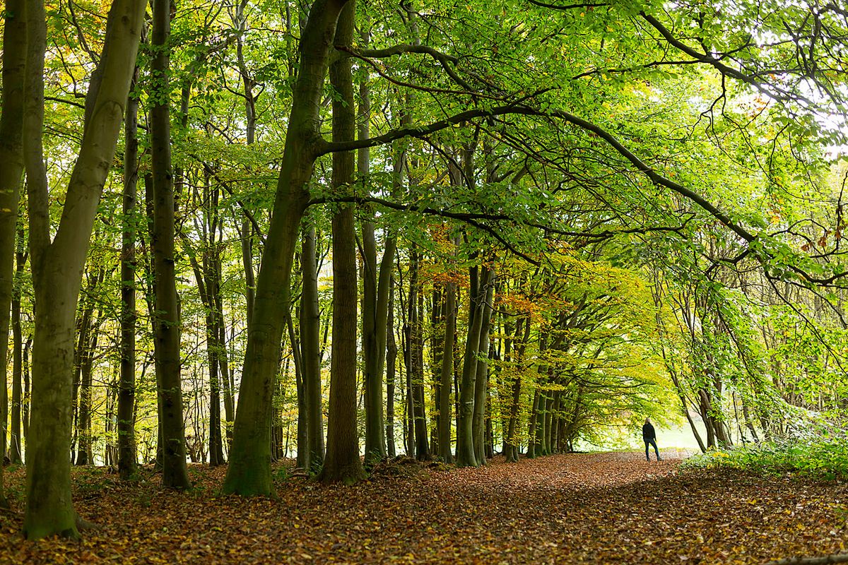 Forest School Friday's (10 to 16 years)