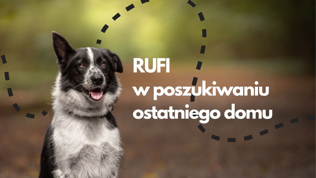 RUFI w typie border collie w poszukiwaniu ostatniego domu