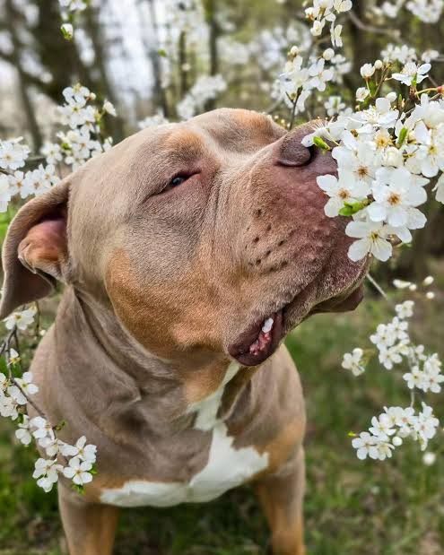 CBBR Annual Plant Sale Fundraiser