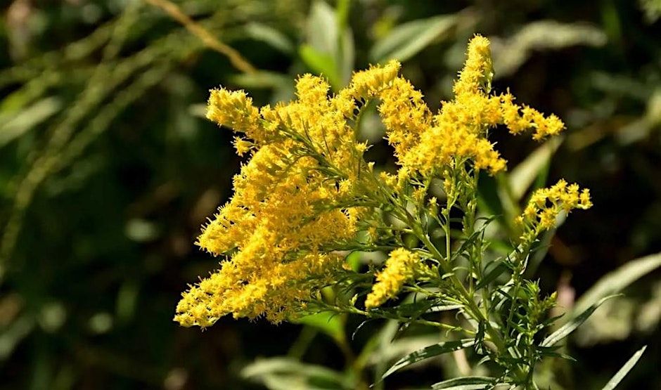 Make Way for Keystone Plants Right Out Your Back Door with Beth Sheppard