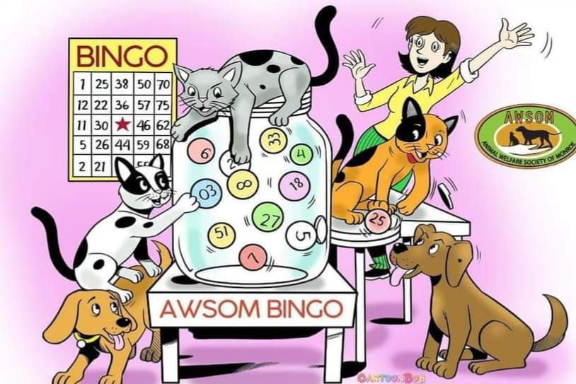 Bow wow meow bling and bag bingo