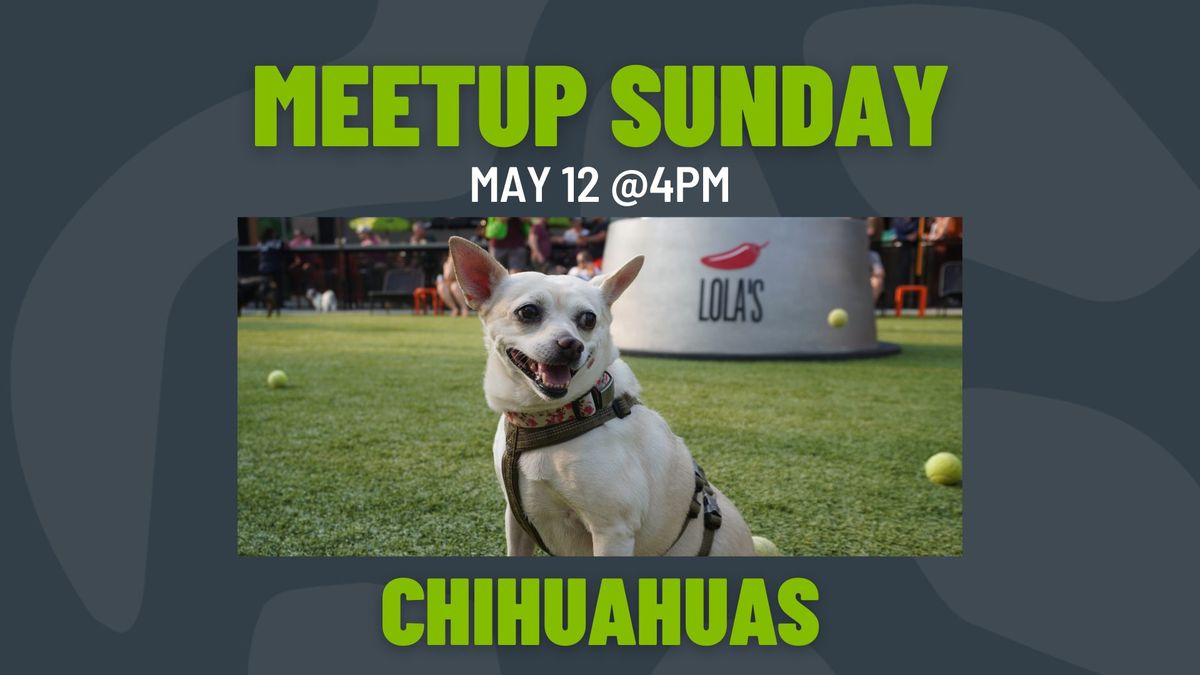 Meetup Sunday: Chihuahuas