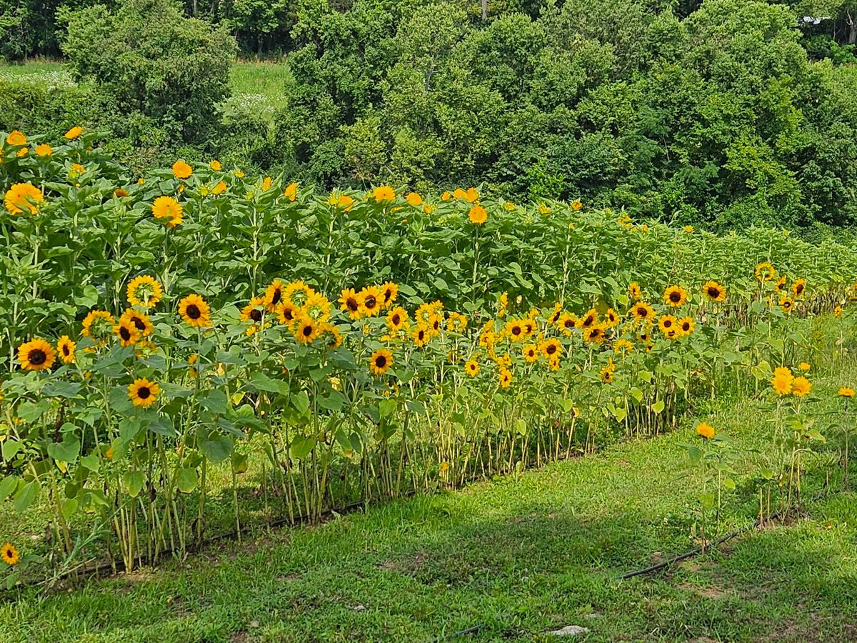 Annual Mom-Mom's Summer Flower & Crafts Festival Aug 16, 2025