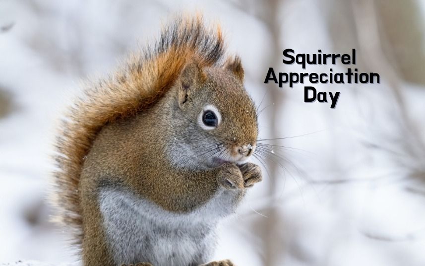 Squirrel Appreciation Day