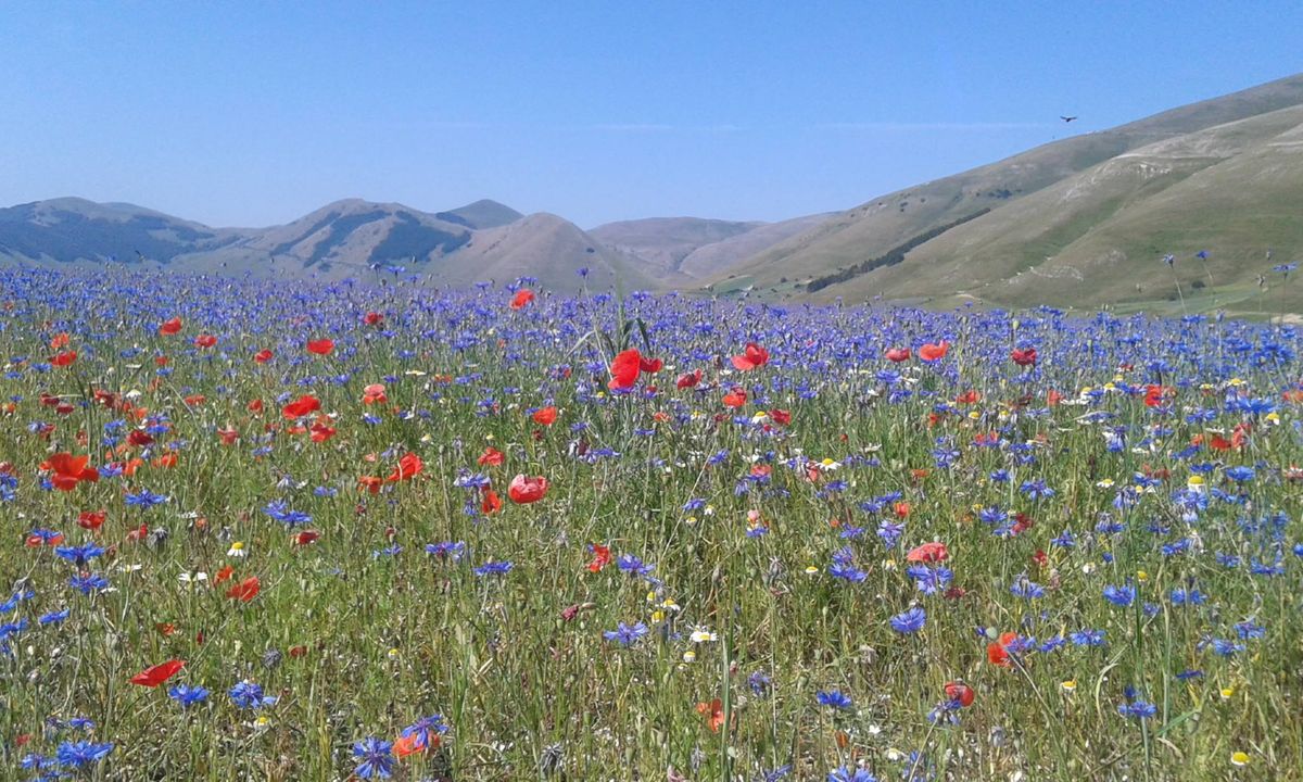 La Magica Fioritura di Castelluccio