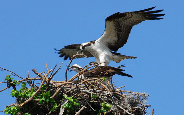 Guided Birding Hike