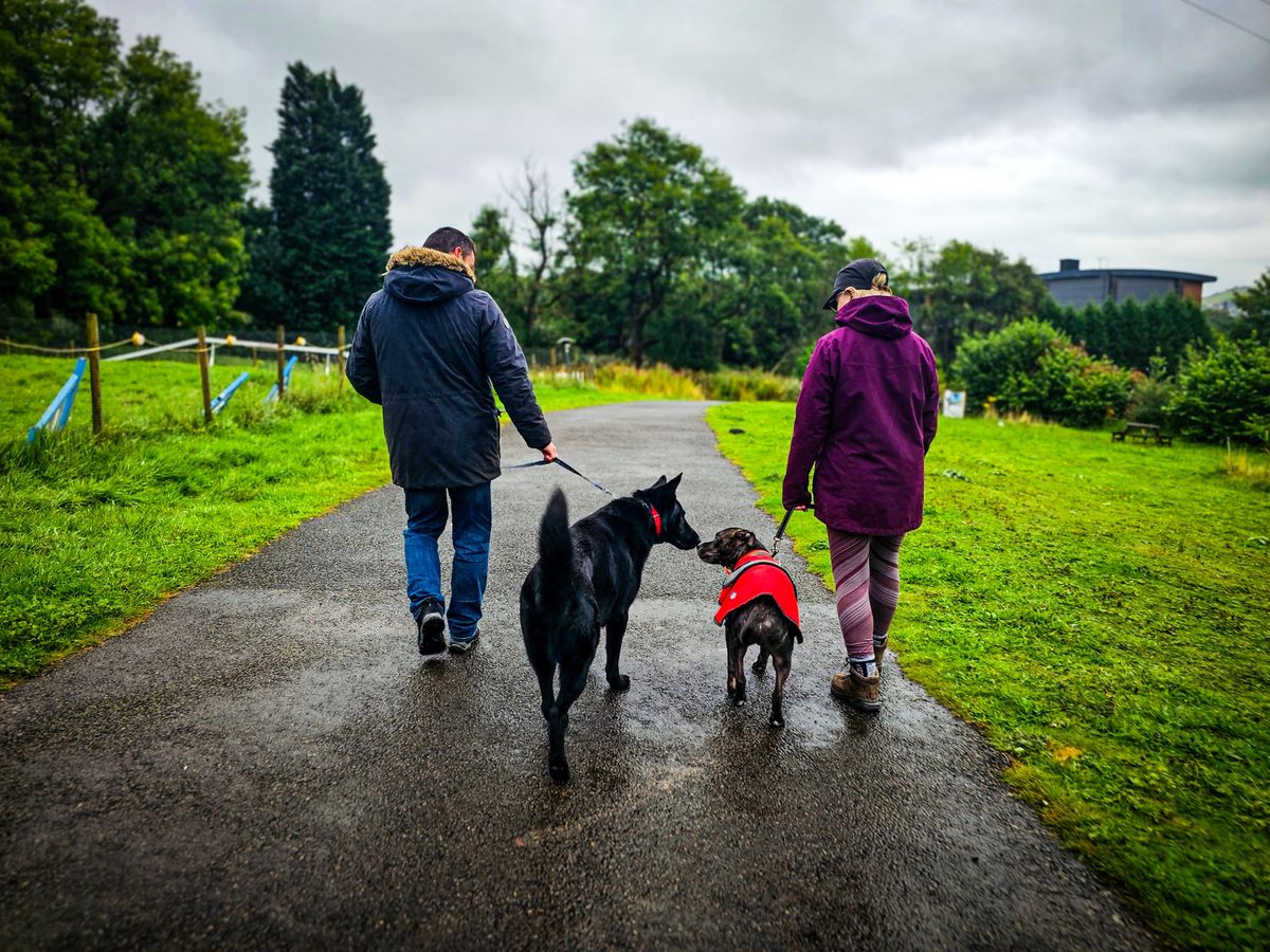 Dog Reactivity MasterClass