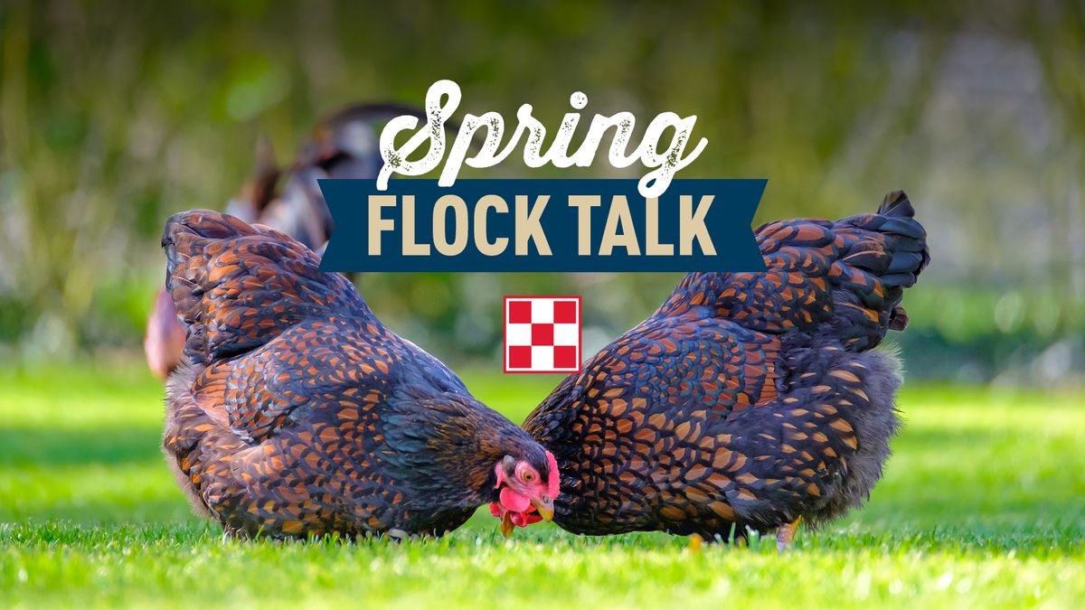 Flock Talk: Bend