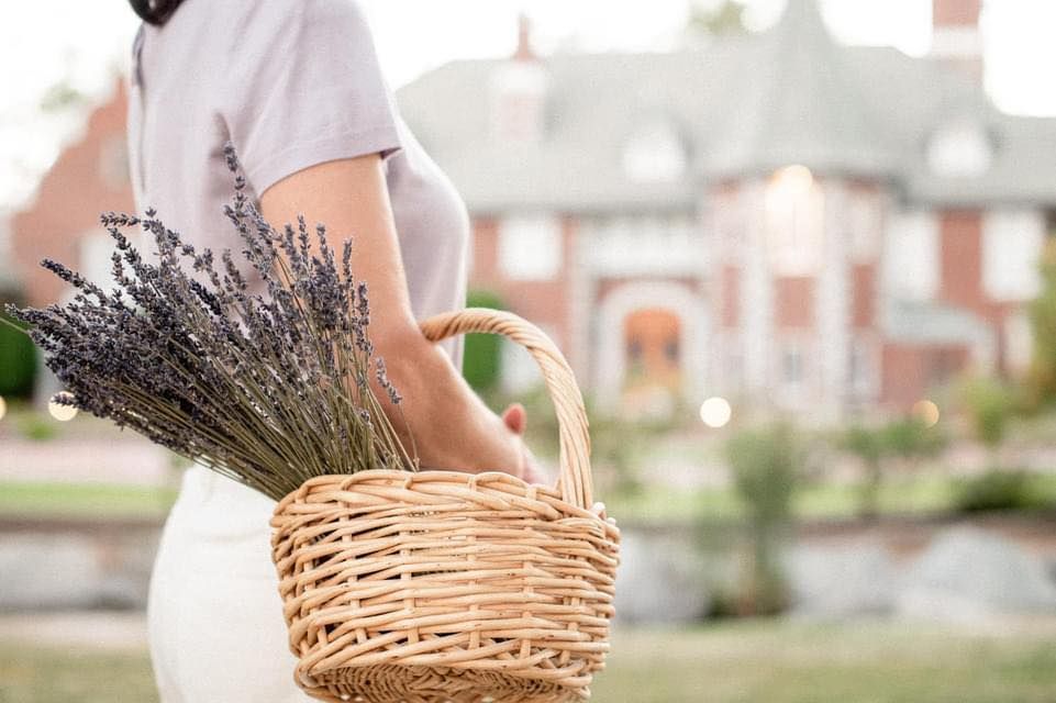 The Lavender Farm Open Thursdays in July and August!