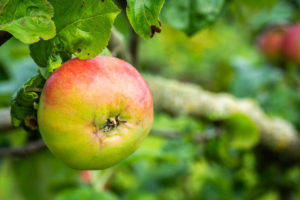 Apple pruning with June Tainsh