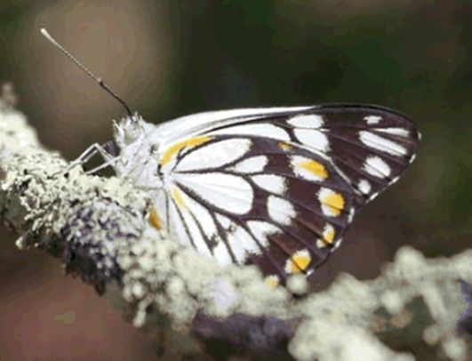 Butterflies on Black Mountain