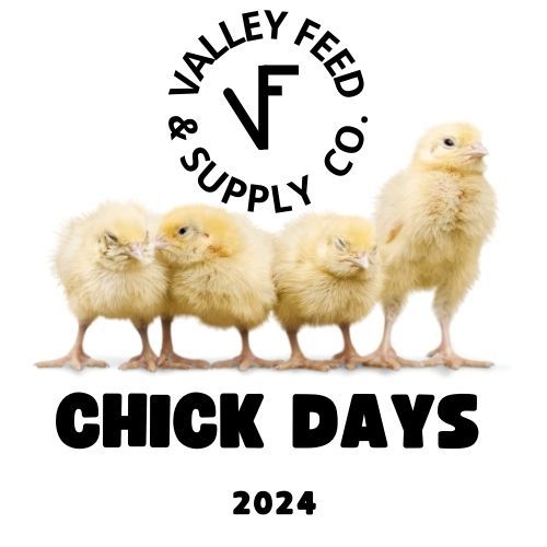 Chick Days at Valley Feed