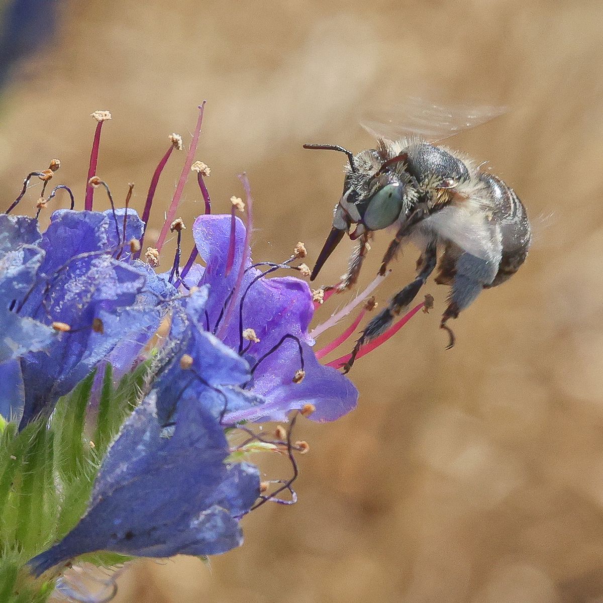 Ten bees and the stories they tell  (Talk)