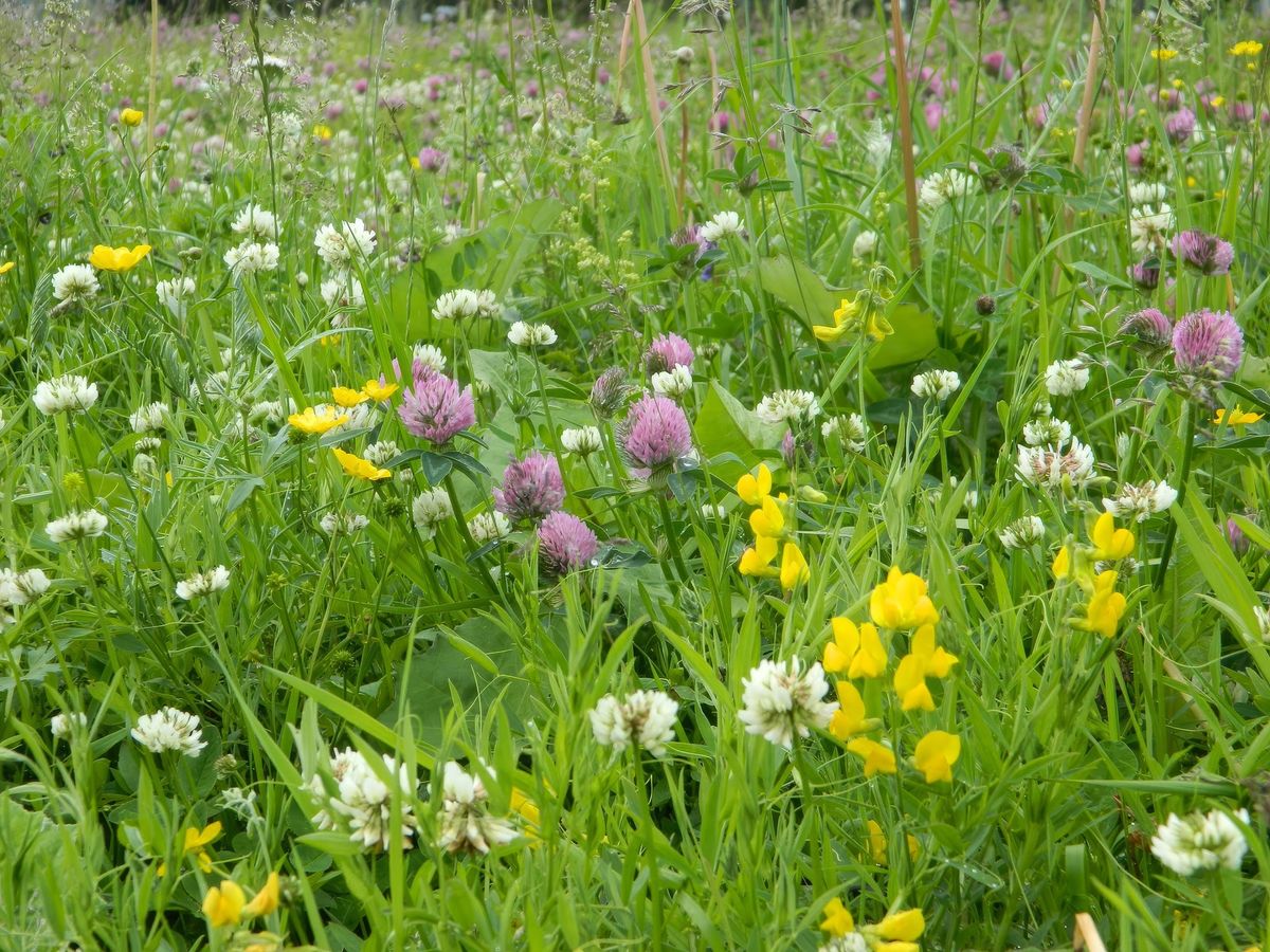 Botanisk vandring i Magistratshagen