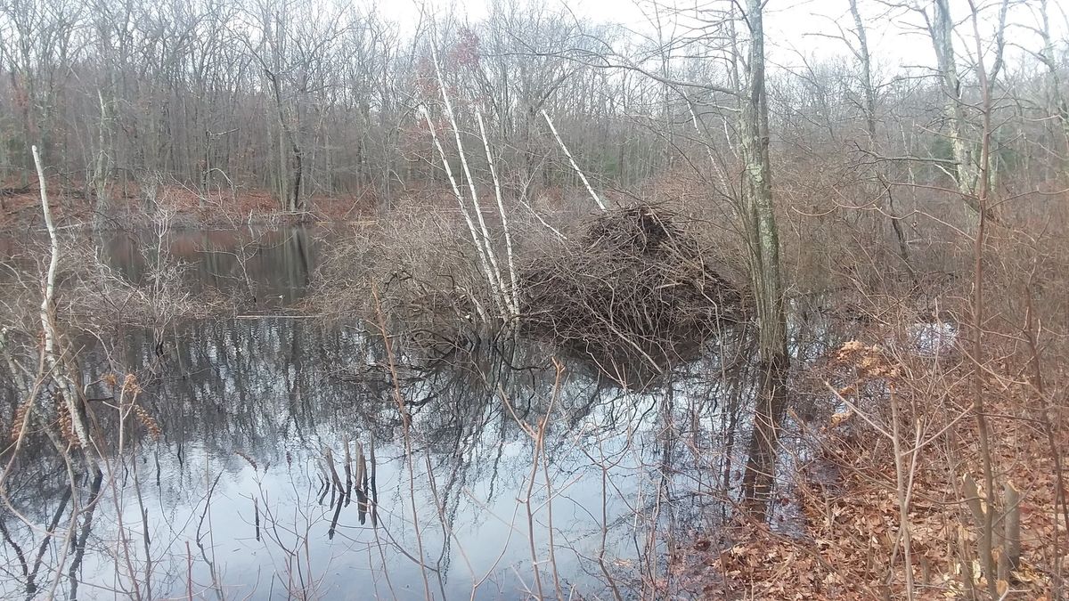 Park Ranger Walk - Booth Pond