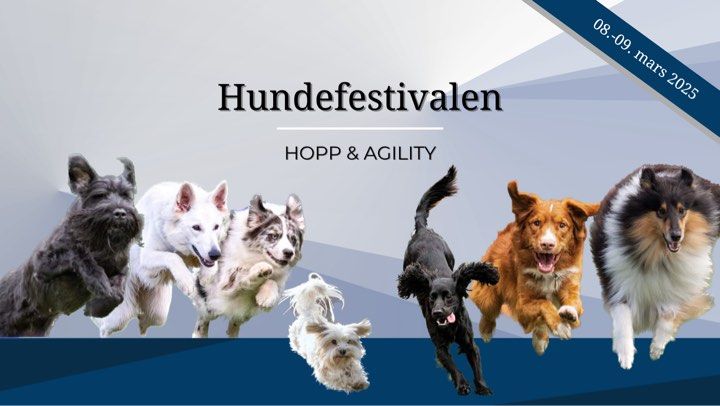 Drammen Hundefestival 2025 - Hopp & Agility