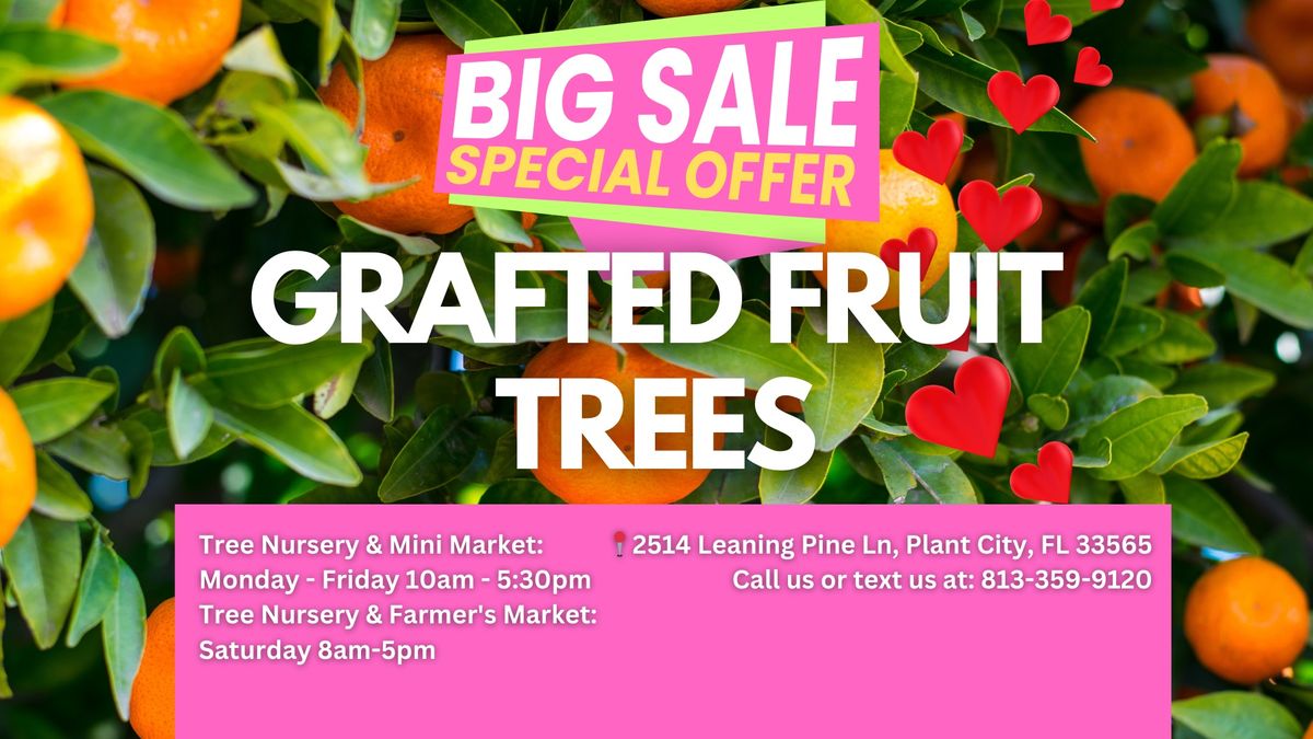 \ud83c\udf1f Sweetheart Sale! \ud83c\udf1f 1000+ FRUIT TREE EVENT \u2764\ufe0f\ud83c\udf4a | GRAFTED FRUIT TREES IN CENTRAL FL 