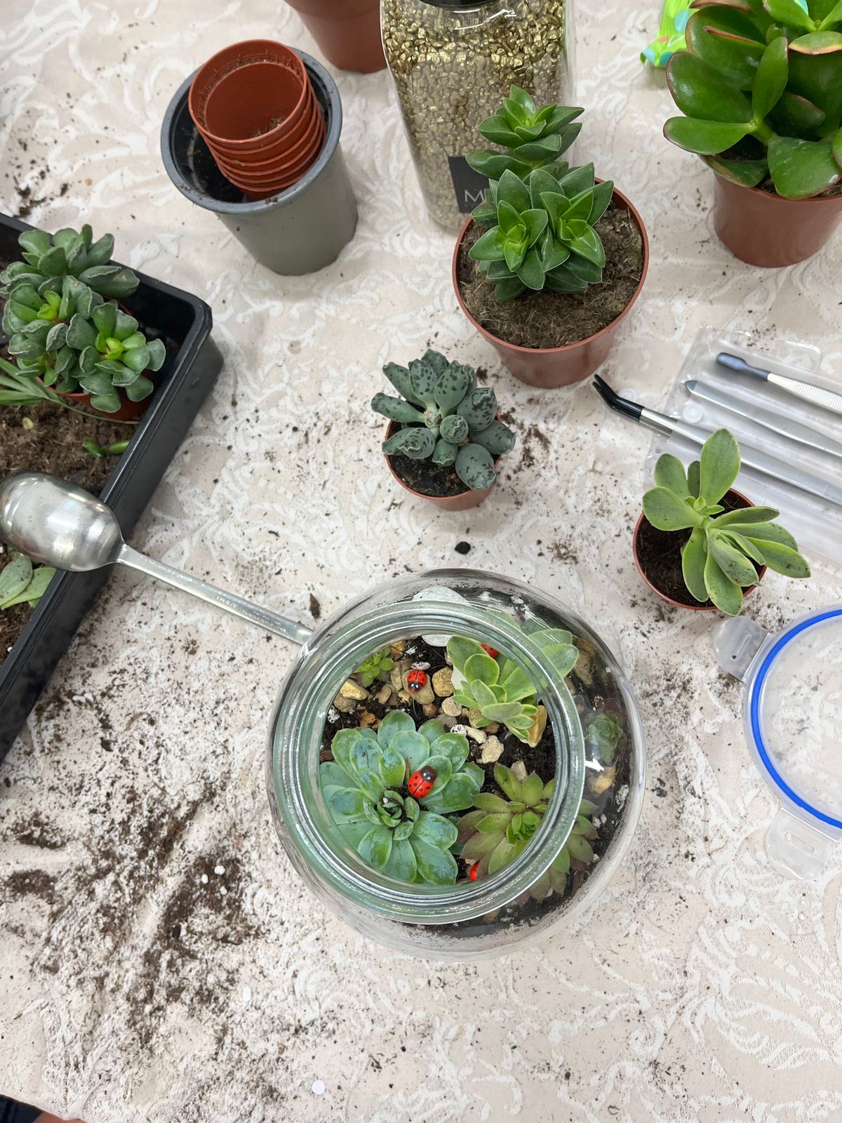 Succulent Open Terrarium Workshop