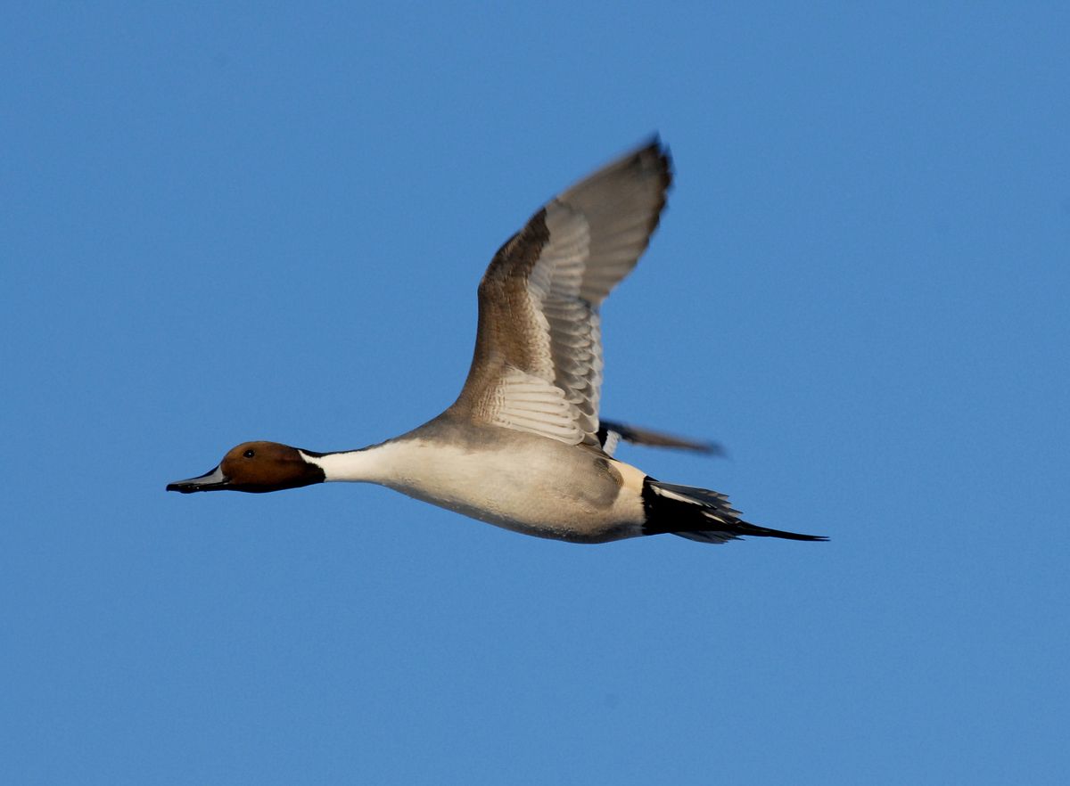 Birding for Beginners 