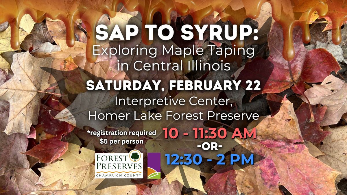 Sap to Syrup: Exploring Maple Tapping in Central Illinois AM