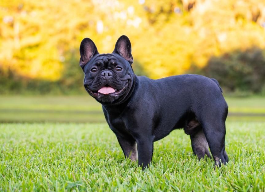 Frenchie Friday Meetup 