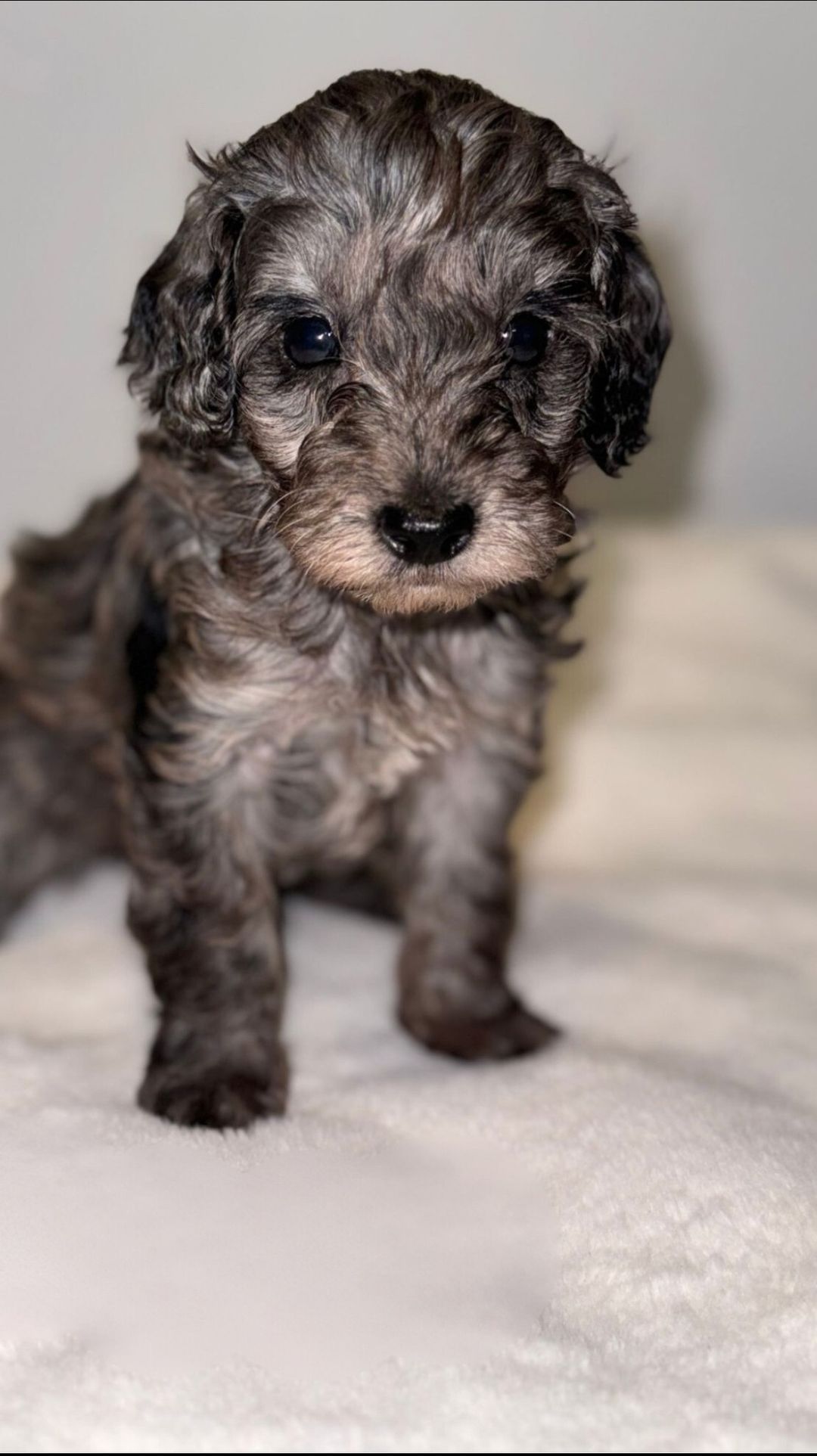 Cockapoo Play & Cuddles Derby 