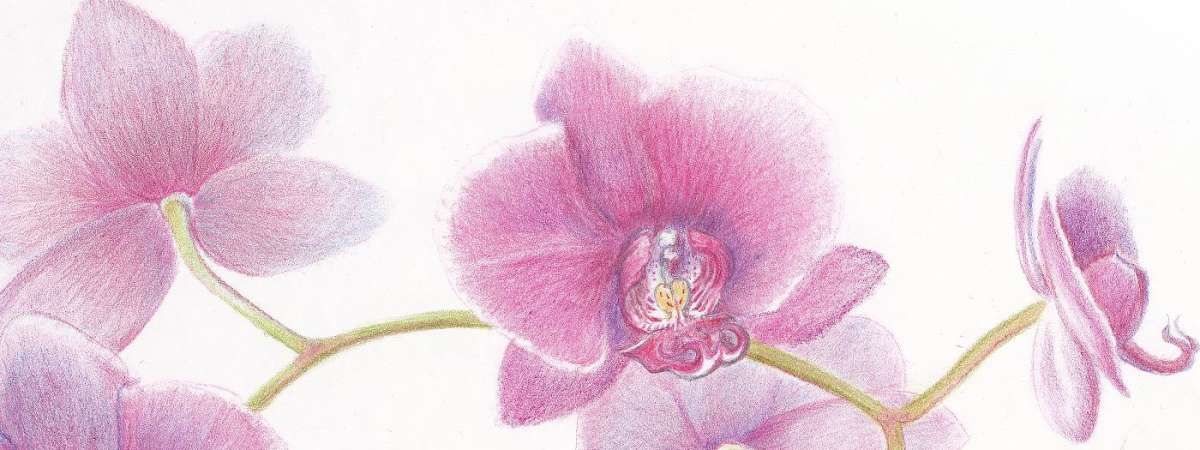 India: Orchids in Colored Pencil