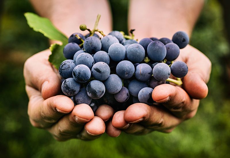 A Roma \/ Alla scoperta del Sangiovese Montecucco DOC e DOCG