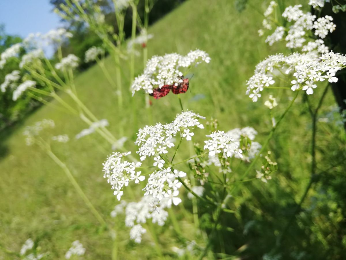 Fleurs et plantes des bords de chemins - Coteaux de la Citadelle - Li\u00e8ge