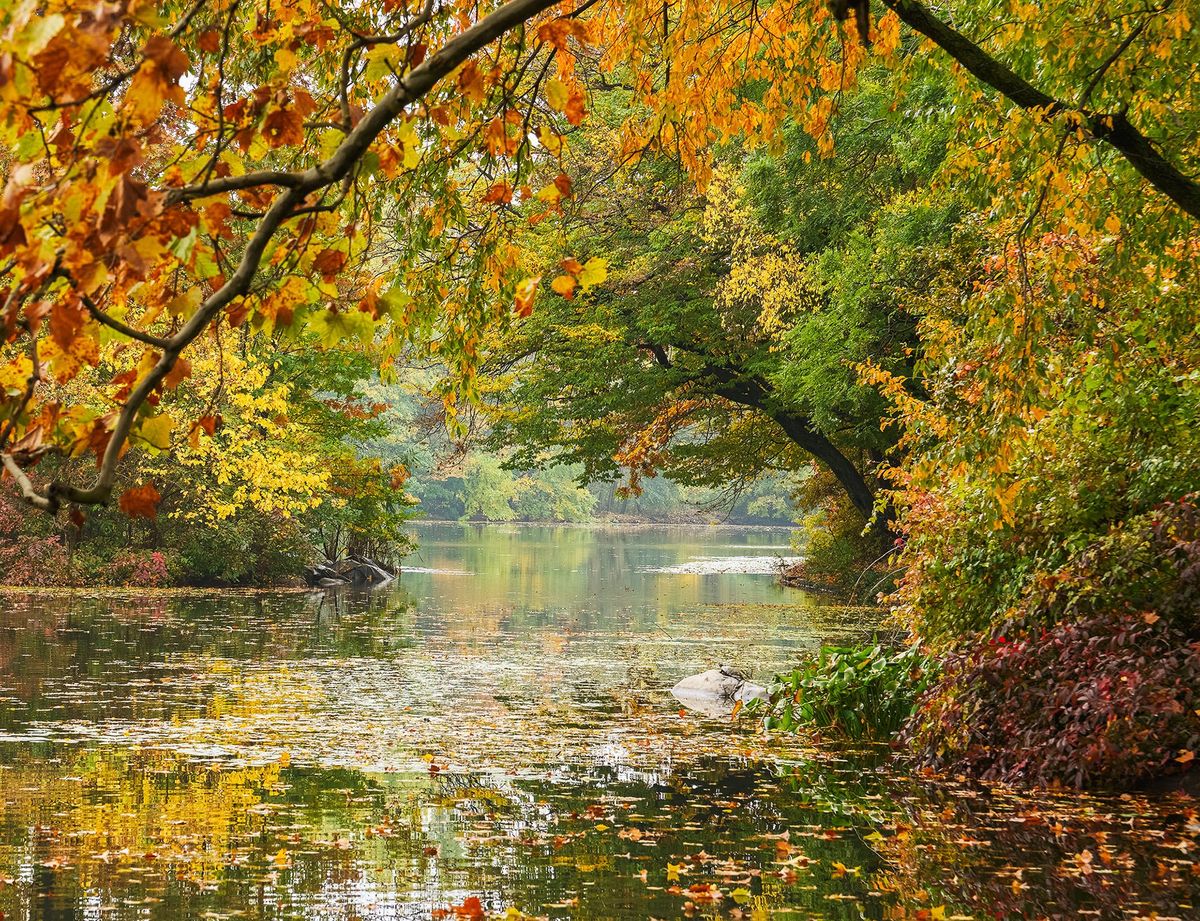 Fall Foliage in Central Park Photowalk | Hosted by Sony