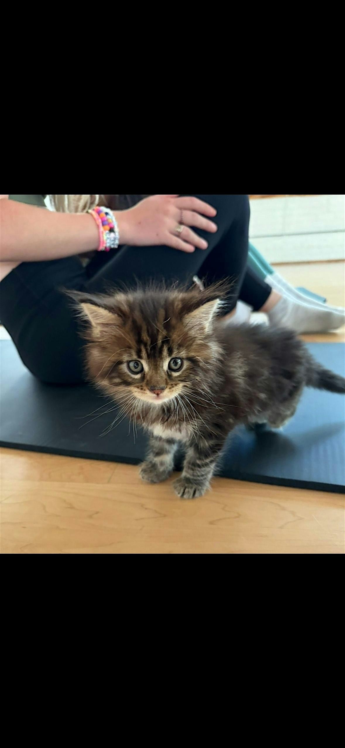 PURRLATES: Pilates with Kittens