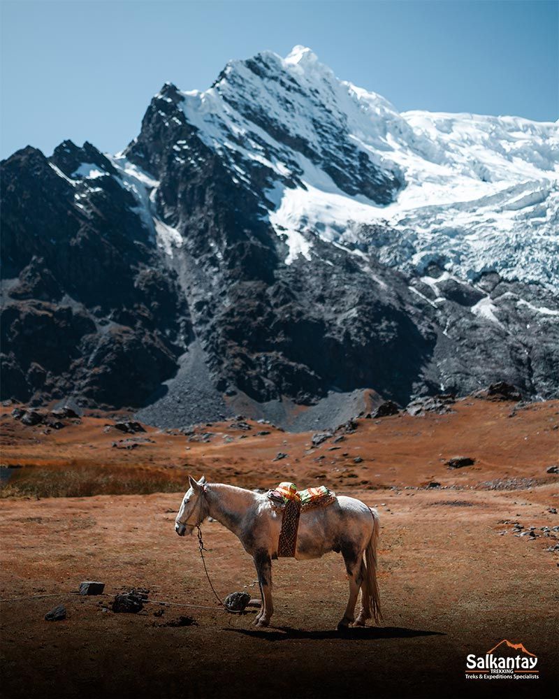 Mustang Magic Horses And Horsemen of the World