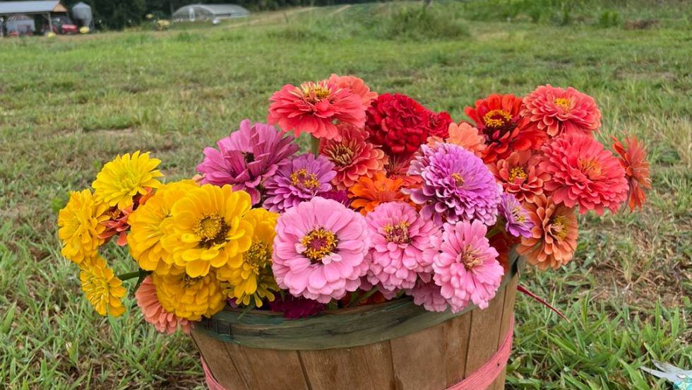 Flower Picking and Arranging at Pace Family Farm