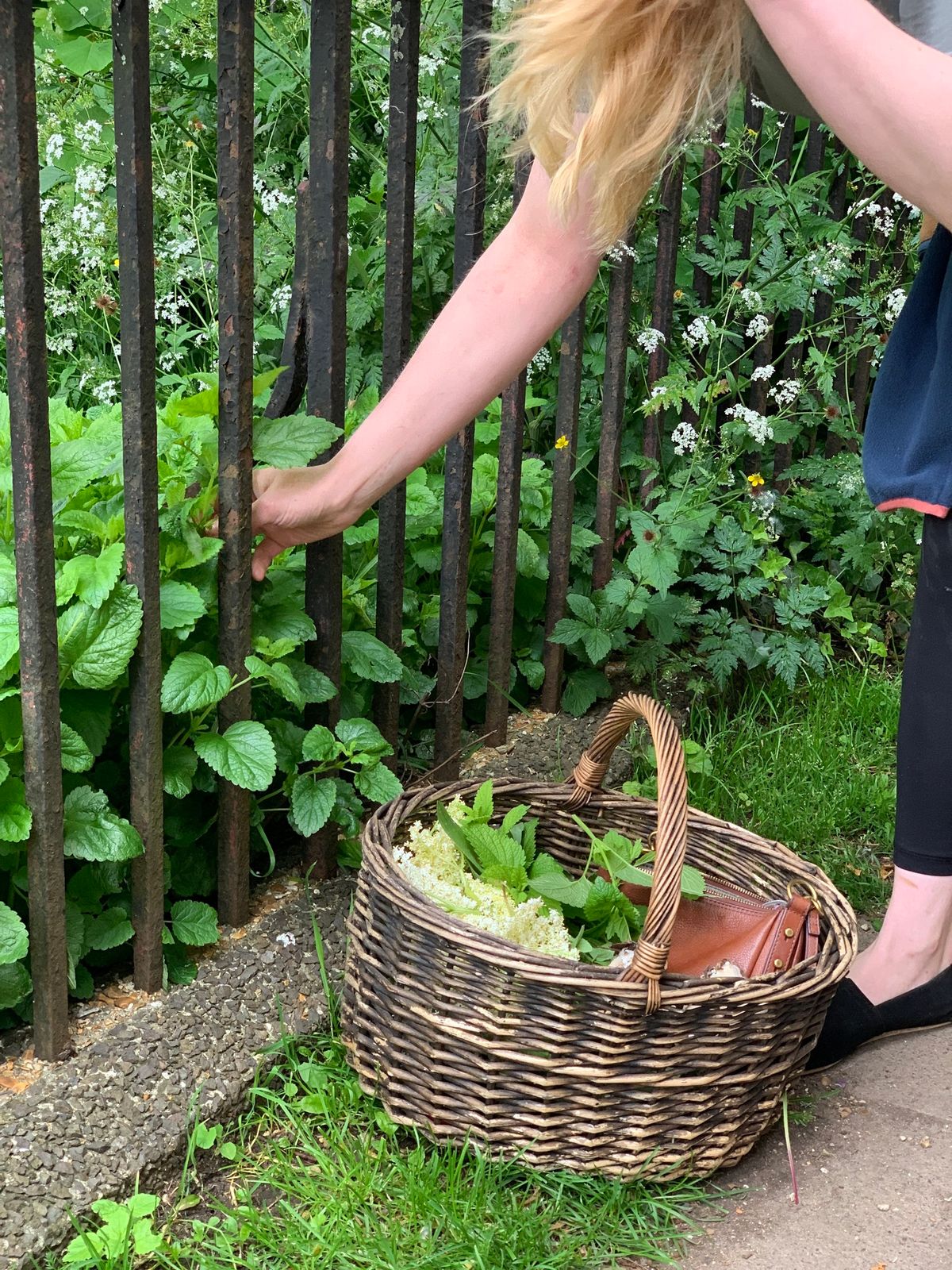 Urban Foraging in Winchester