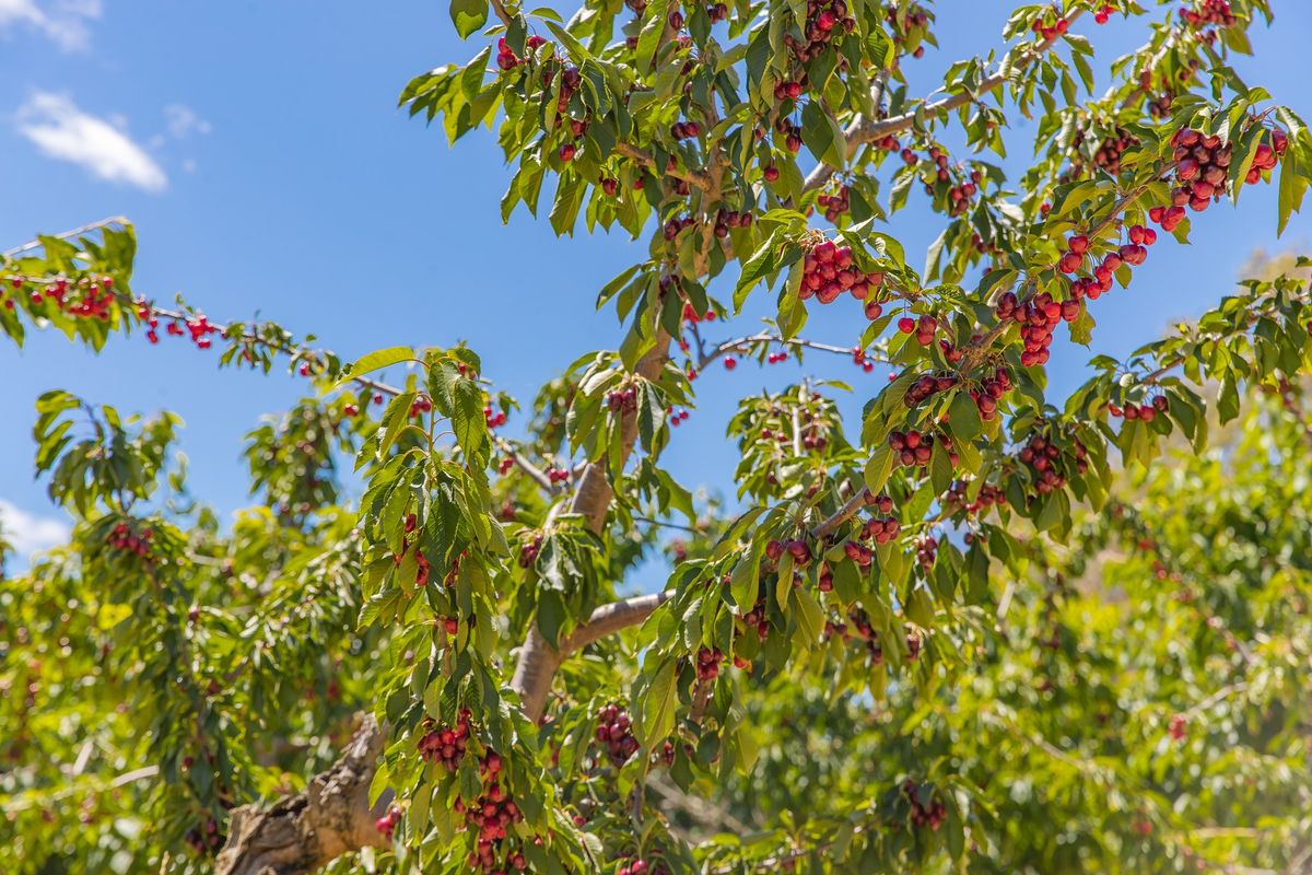 Official Opening of the 2024 Cherry Season