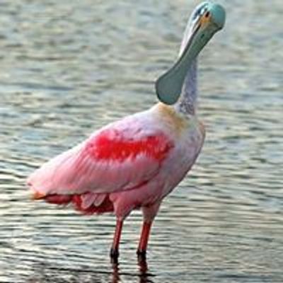 South Padre Island Birding Nature & Alligator Sanctuary