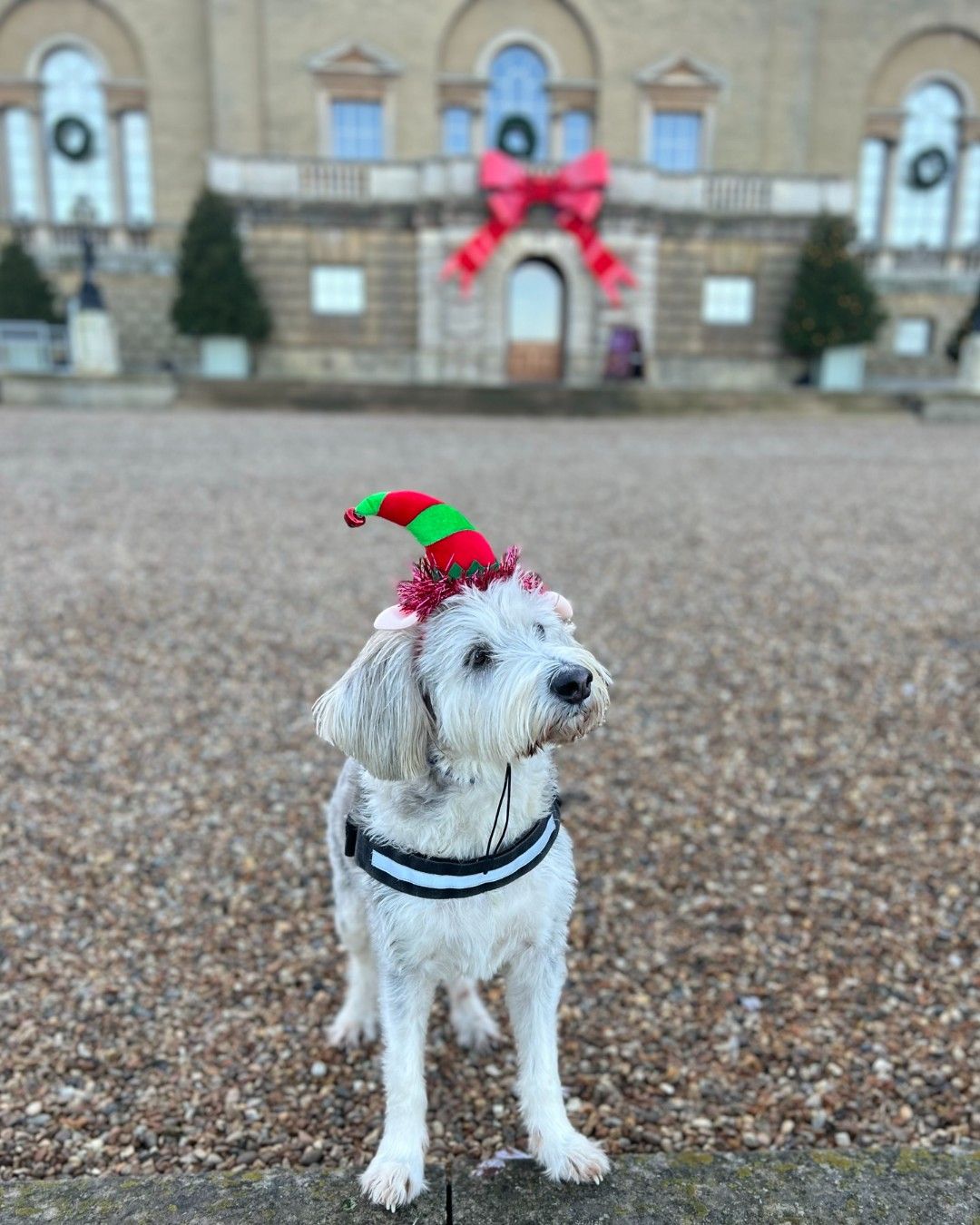 Canine Carolling