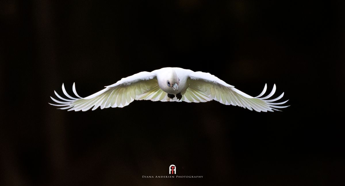 Light And Flight - Bird Photography Workshop
