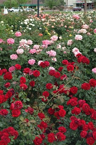 Rose Garden Winter Pruning Volunteer Event, The Rose Garden At MCC ...
