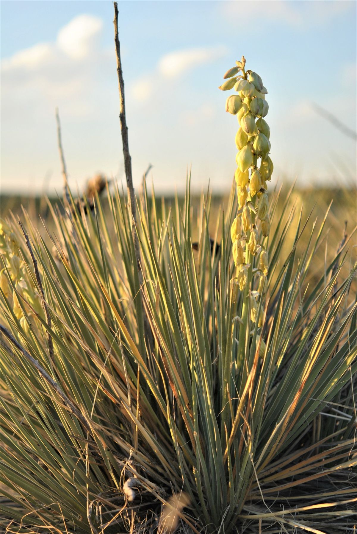 The Useful Yucca