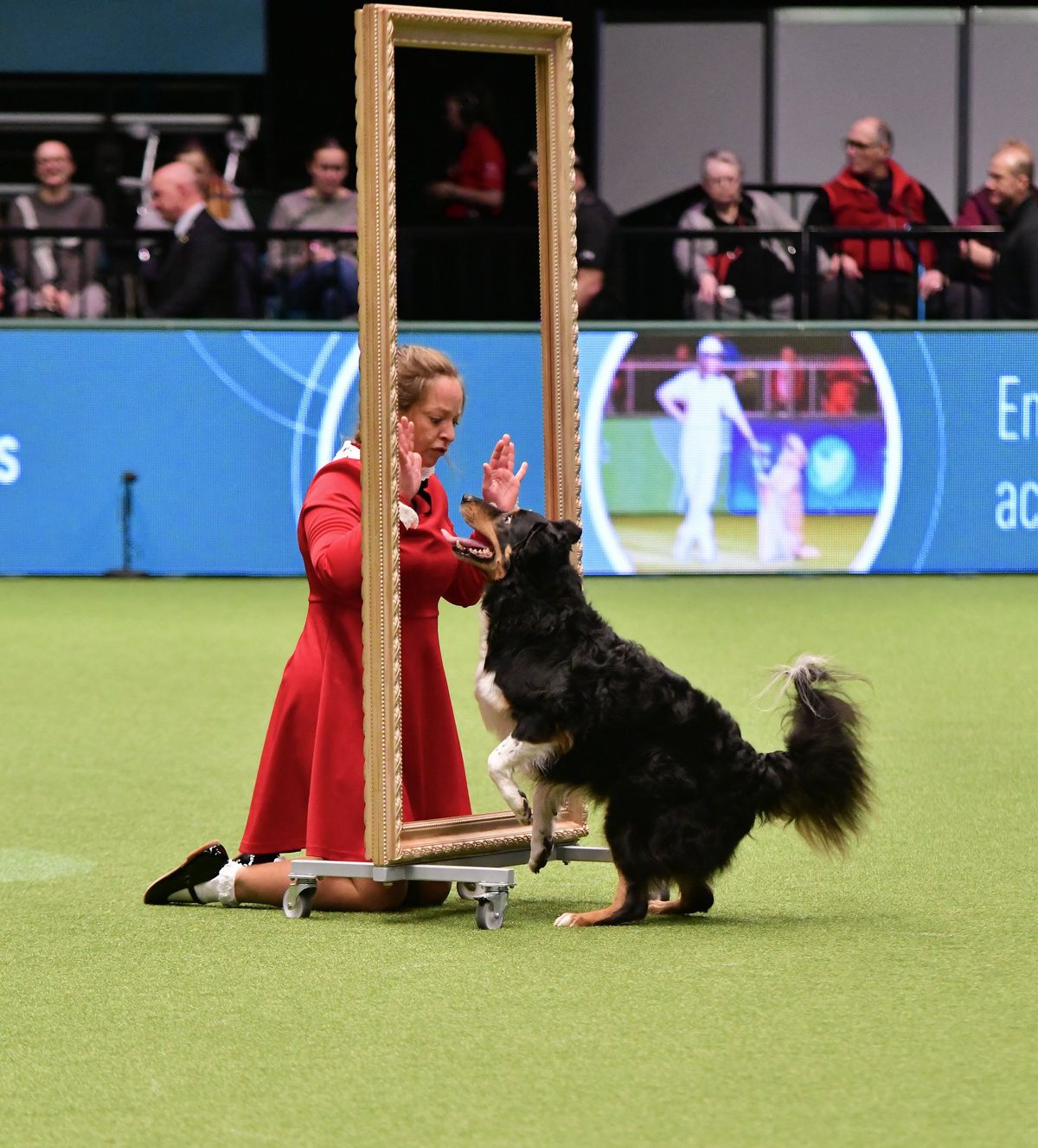 Stage Dog Dancing avec Elke Boxoen - COMPLET