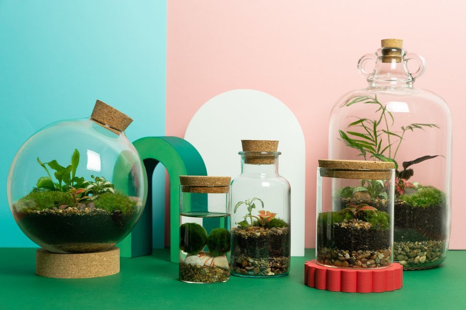 Build your own Terrarium