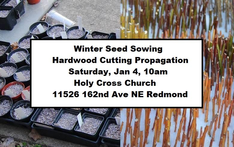 Winter Green Elephant Plant Swap -- Winter Sowing and Hardwood Cutting Propagation.