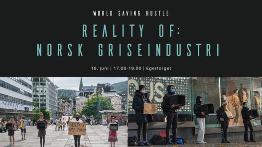 Reality of: Norsk Griseindustri