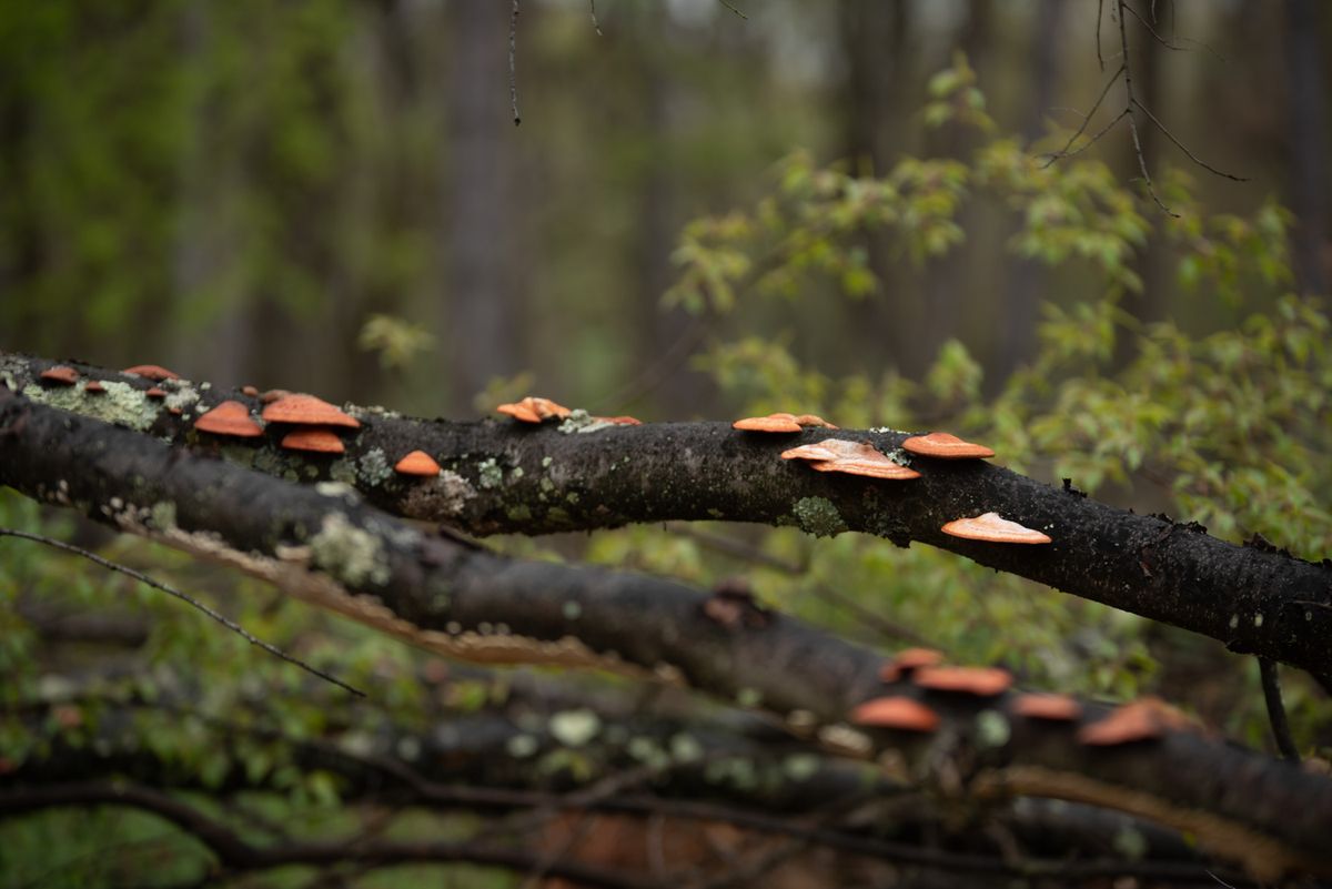 Beginner's Mushroom ID Hike