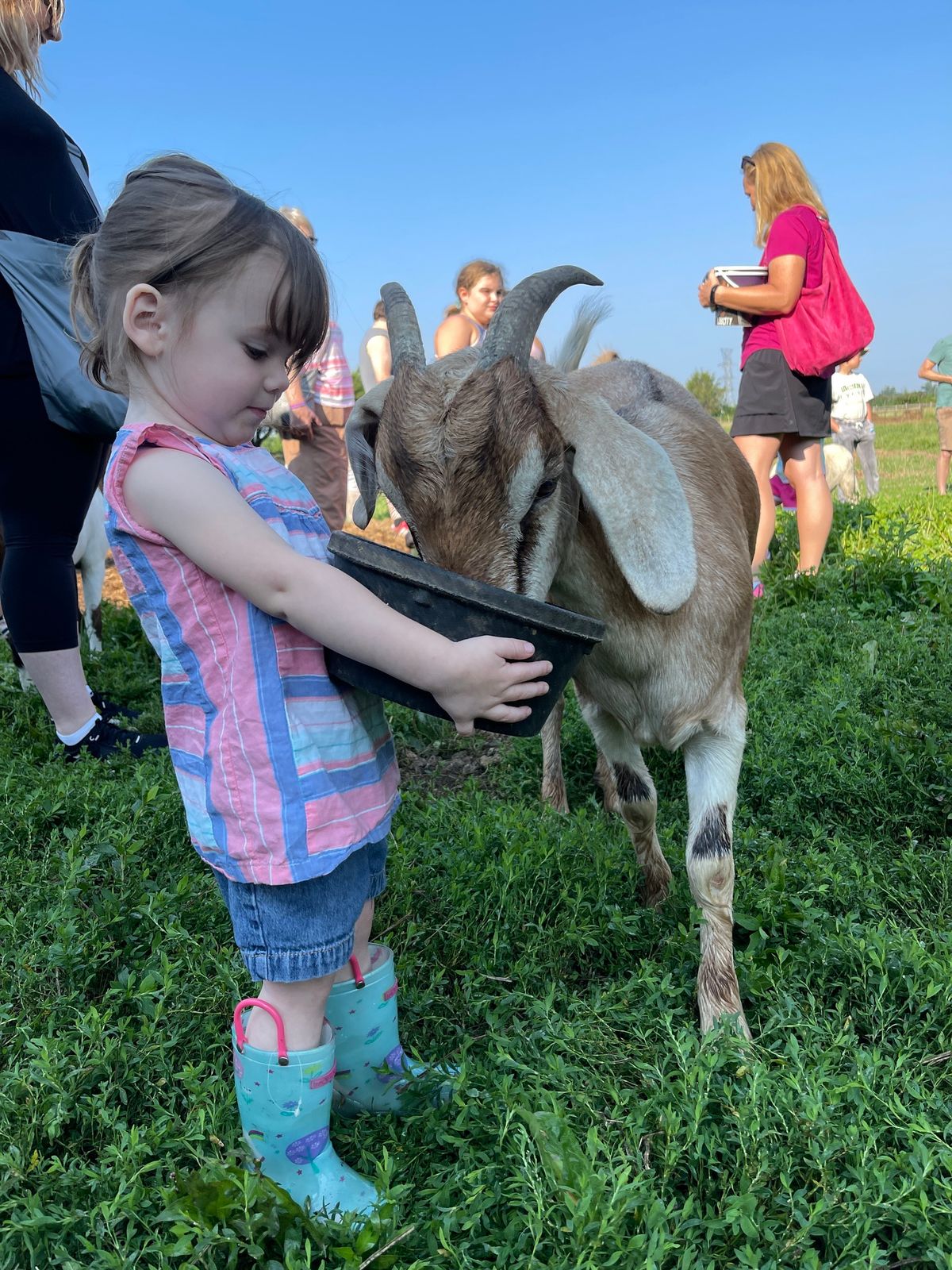 Saturday Morning Farm Animal Feeding