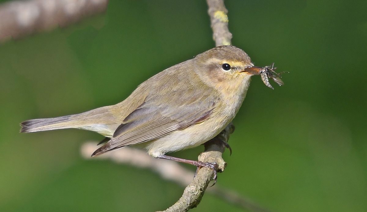 The Birds of Hertfordshire - 10 years on. A talk by Mike Ilett